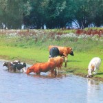 NL 1118120 NL 1118120