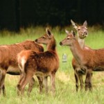 NL 1193801 NL 1193801