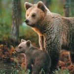 FI 1434050 FI 1434050